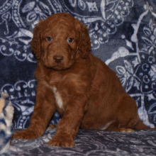 Labradoodle Puppy Ryder