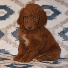 Labradoodle Puppy Ryder