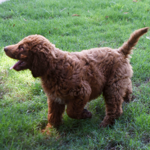 Labradoodle Puppy Ryder