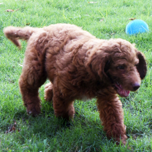 Labradoodle Puppy Ryder