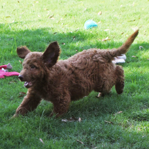 Labradoodle Puppy Ryder
