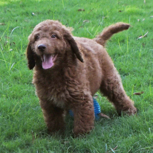 Labradoodle Puppy Ryder