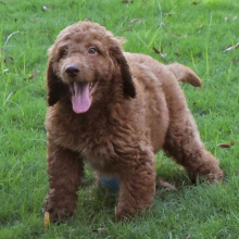 Labradoodle Puppy Ryder
