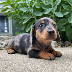 Dachshund Puppy Jill