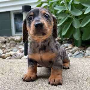 Dachshund Puppy Jill