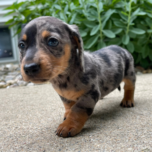 Dachshund Puppy Jill