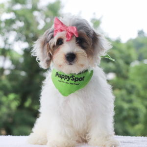 Bernedoodle Puppy Vivian