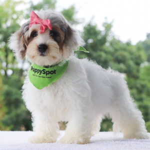 Bernedoodle Puppy Vivian
