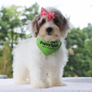 Bernedoodle Puppy Vivian
