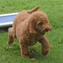 Goldendoodle Puppy Sophie