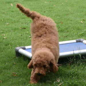 Goldendoodle Puppy Sophie