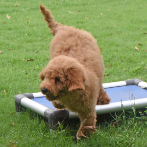 Goldendoodle Puppy Sophie
