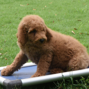 Goldendoodle Puppy Sophie