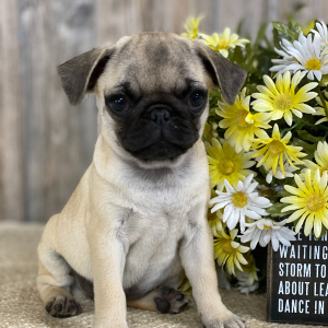 Pug Puppy Rose