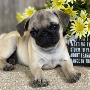 Pug Puppy Rose