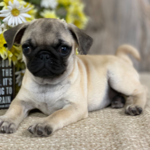 Pug Puppy Rose