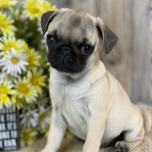 Pug Puppy Rose