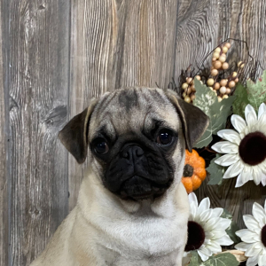 Pug Puppy Rose