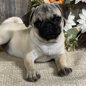 Pug Puppy Rose