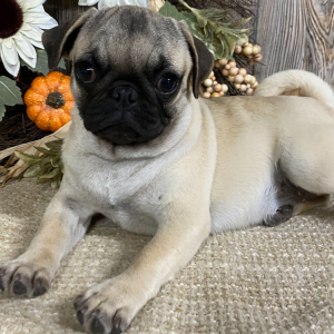 Pug Puppy Rose