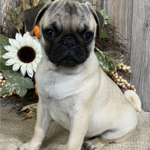 Pug Puppy Rose