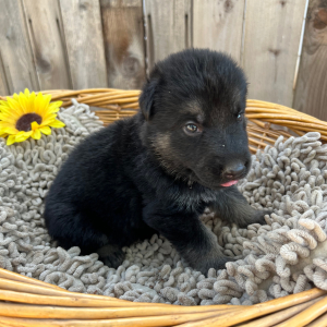 German Shepherd Dog Puppy Ragnar