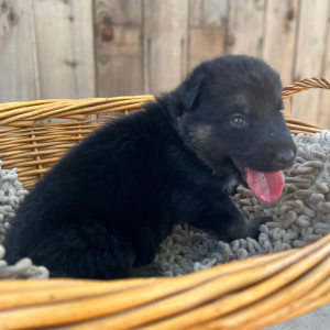 German Shepherd Dog Puppy Ragnar