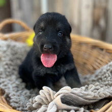 German Shepherd Dog Puppy Ragnar