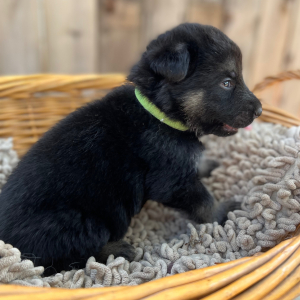 German Shepherd Dog Puppy Ragnar
