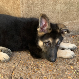 German Shepherd Dog Puppy Ragnar