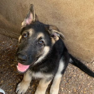 German Shepherd Dog Puppy Ragnar