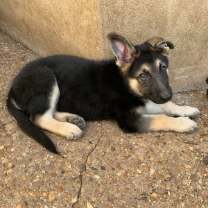German Shepherd Dog Puppy Ragnar