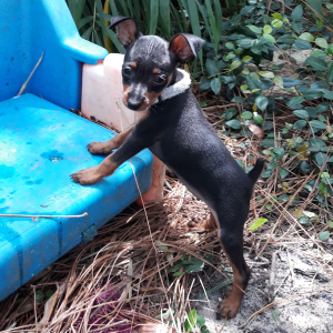 Miniature Pinscher Puppy Jill