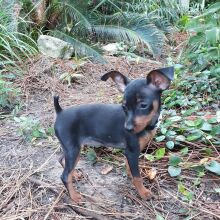 Miniature Pinscher Puppy Jill