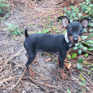 Miniature Pinscher Puppy Jill