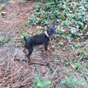 Miniature Pinscher Puppy Jill
