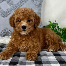 Cavapoo Puppy Evie