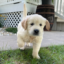 Golden Retriever Puppy Austin