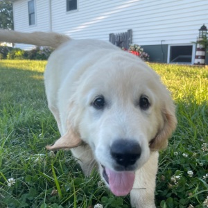 Golden Retriever Puppy Austin