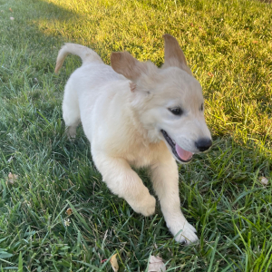 Golden Retriever Puppy Austin