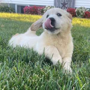 Golden Retriever Puppy Austin
