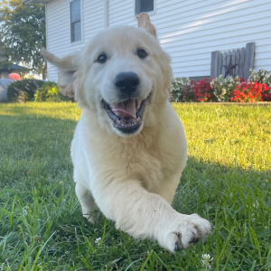 Golden Retriever Puppy Austin