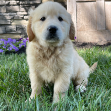 Golden Retriever Puppy Bonnie