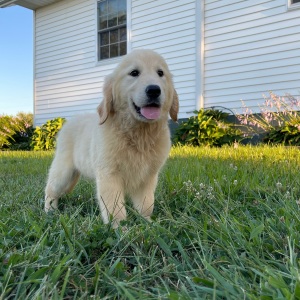 Golden Retriever Puppy Bonnie