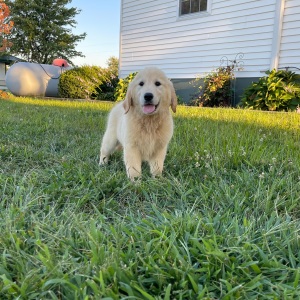 Golden Retriever Puppy Bonnie