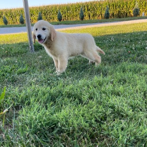 Golden Retriever Puppy Bonnie