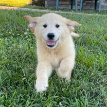 Golden Retriever Puppy Bonnie