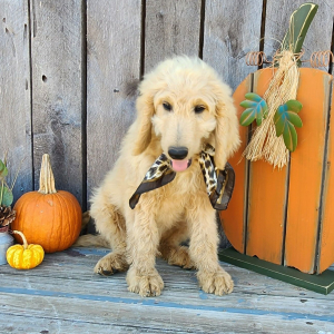 Goldendoodle Puppy Mako