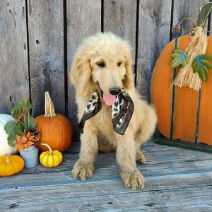 Goldendoodle Puppy Mako
