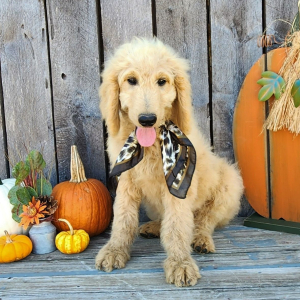 Goldendoodle Puppy Mako